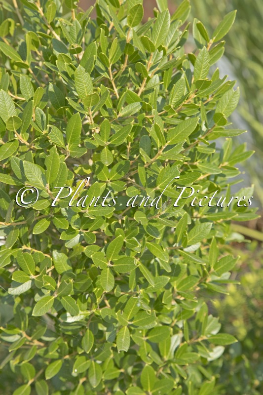 Phillyrea angustifolia