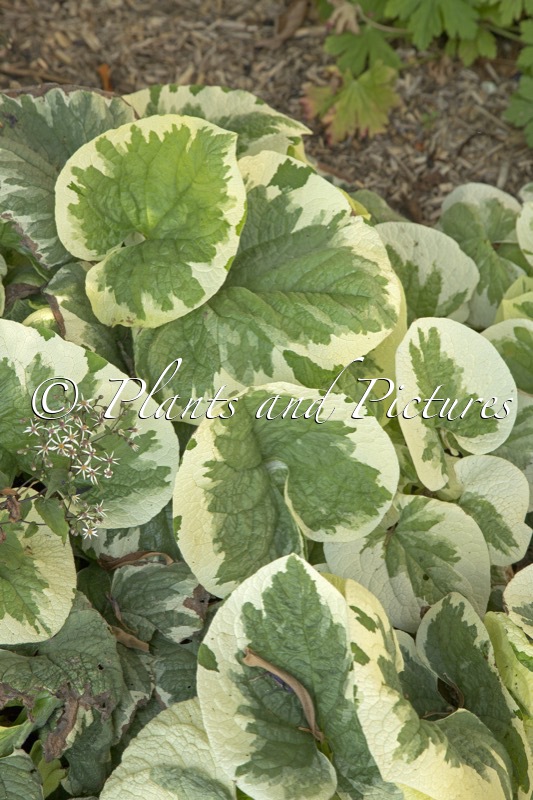 Brunnera macrophylla ‘Dawson’s White’