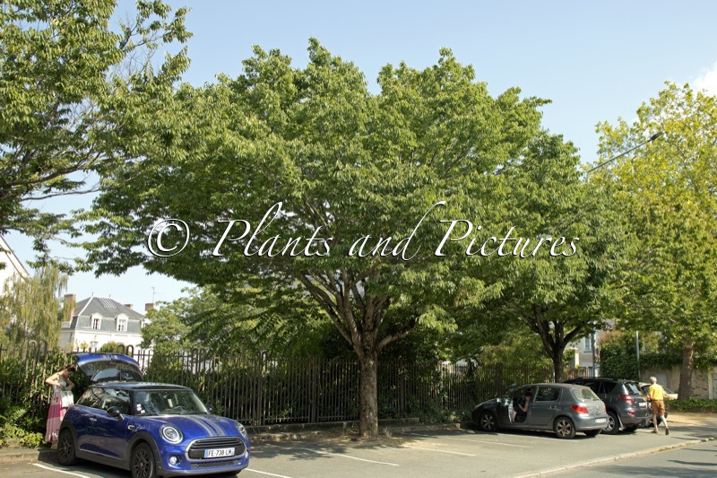 Zelkova serrata