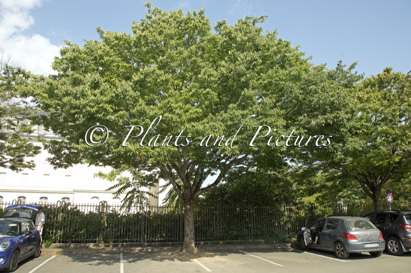 Zelkova serrata