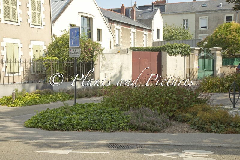 Hedera algeriensis ‘Bellecourt’