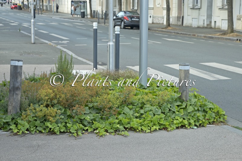 Hedera algeriensis ‘Bellecourt’