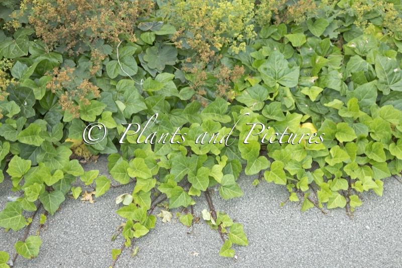 Hedera algeriensis ‘Bellecourt’