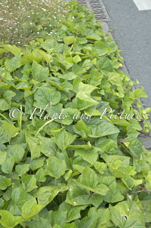 Hedera algeriensis ‘Bellecourt’