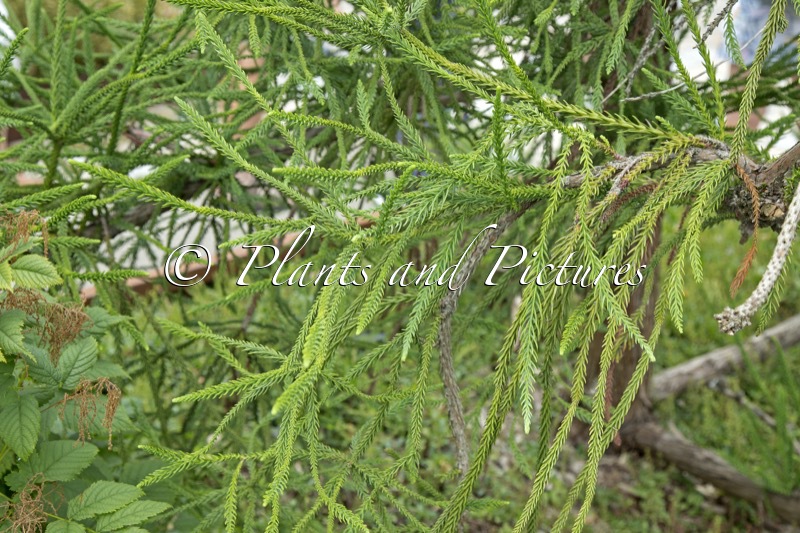 Cryptomeria japonica ‘Dacrydioides’