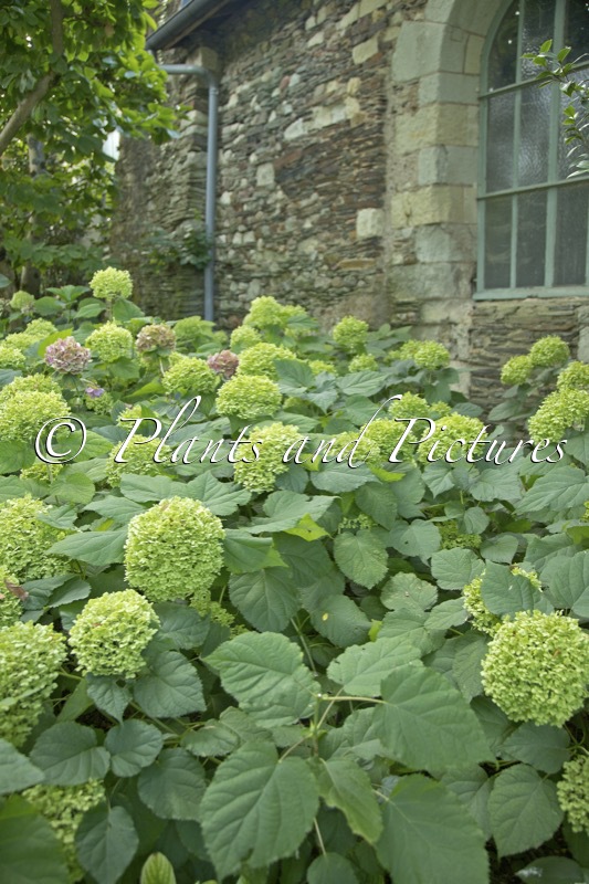 Hydrangea arborescens ‘Annabelle’