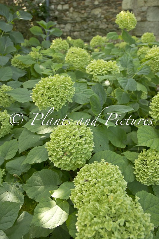 Hydrangea arborescens ‘Annabelle’