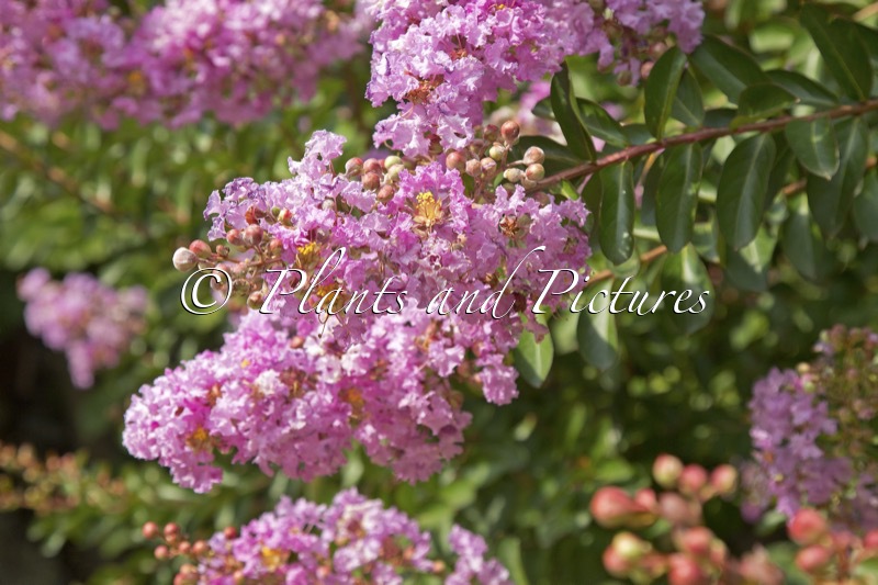 Lagerstroemia indica