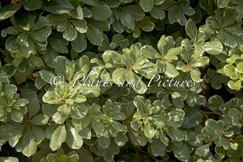 Pittosporum tobira ‘Variegata’