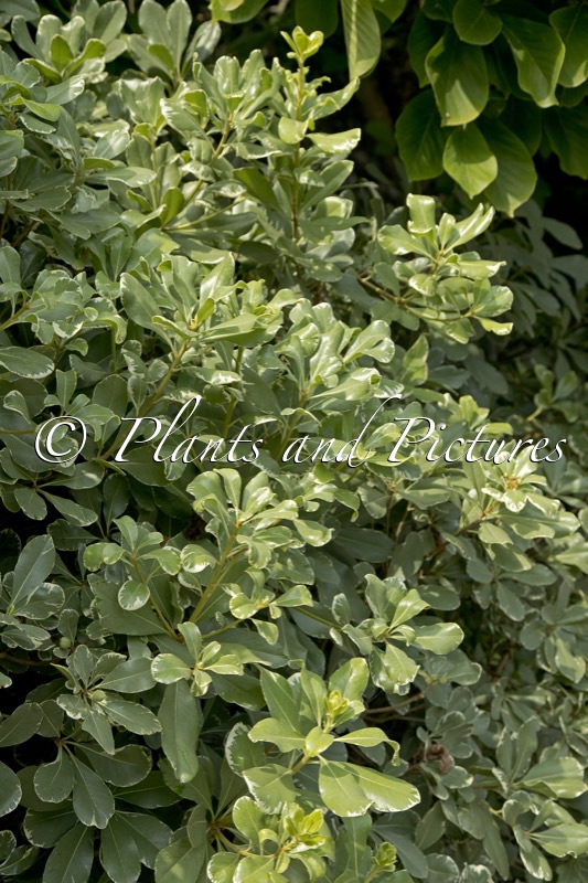 Pittosporum tobira ‘Variegata’