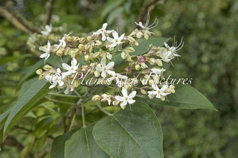 Clerodendrum trichotomum var. fargesii