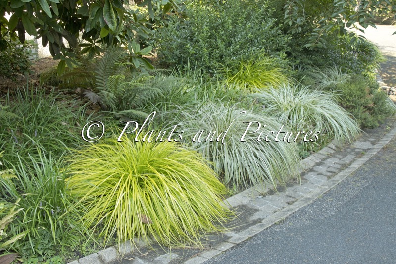 Carex oshimensis ‘Everillo’ (EVERCOLOR EVERILLO)
