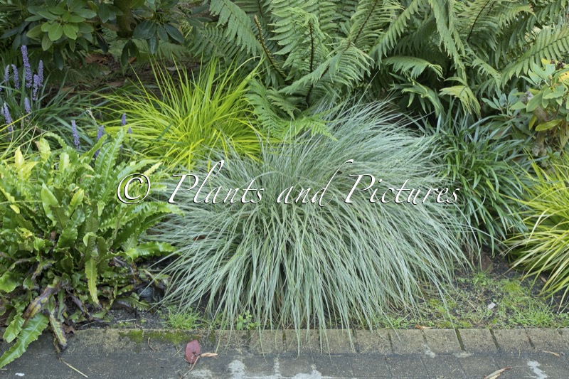 Carex oshimensis ‘Fiwhite’ (EVERCOLOR EVEREST)