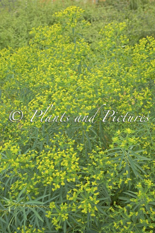 Euphorbia ceratocarpa