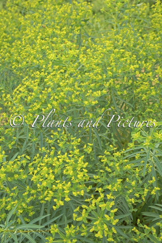 Euphorbia ceratocarpa