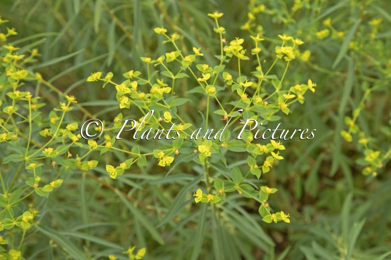 Euphorbia ceratocarpa