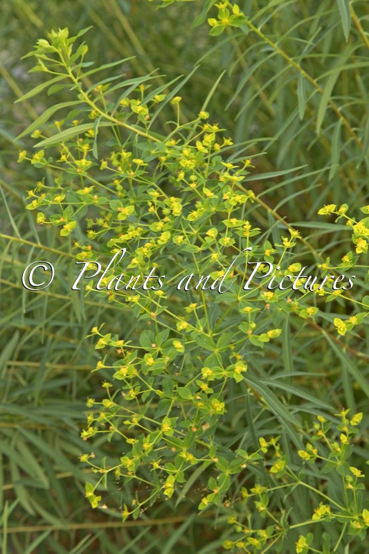 Euphorbia ceratocarpa