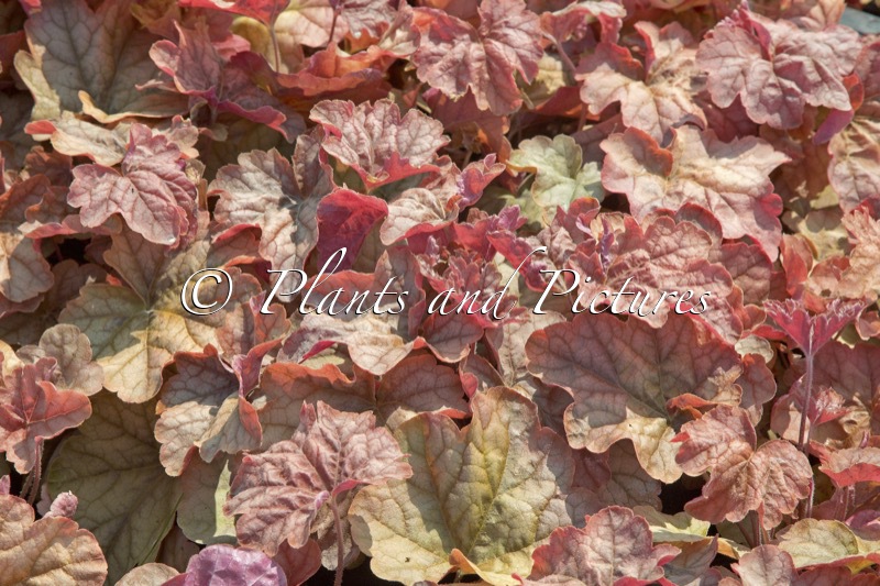 Heucherella ‘Copper Cascade’