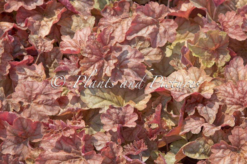 Heucherella ‘Copper Cascade’