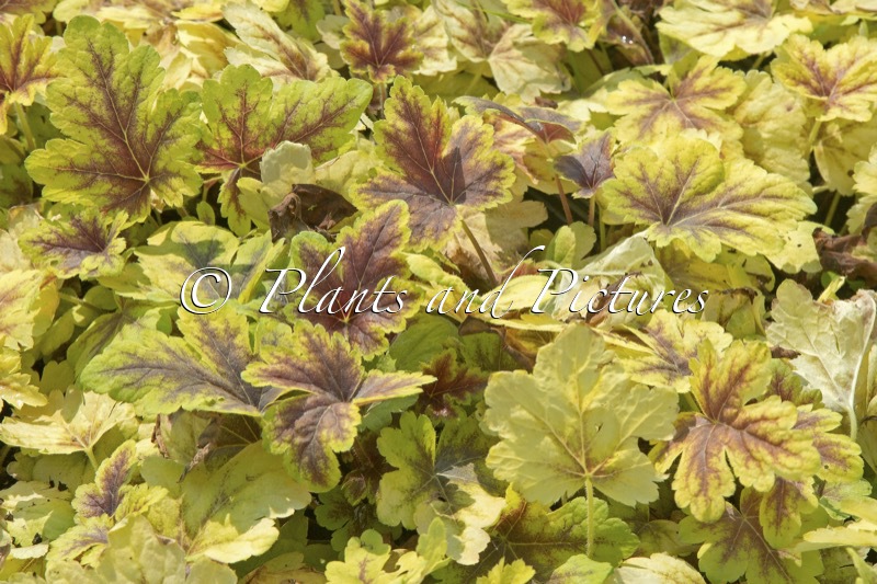 Heucherella ‘Golden Zebra’