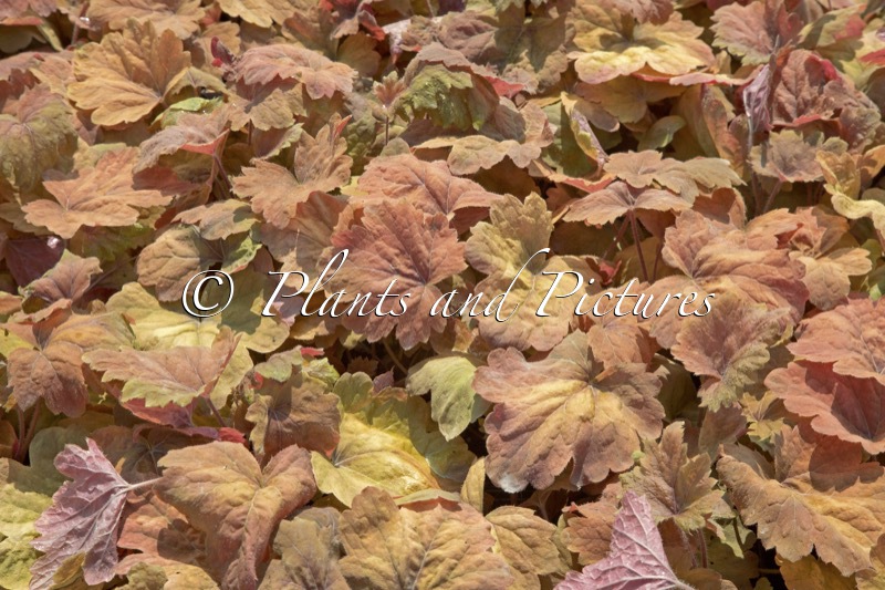 Heucherella ‘Sweet Tea’