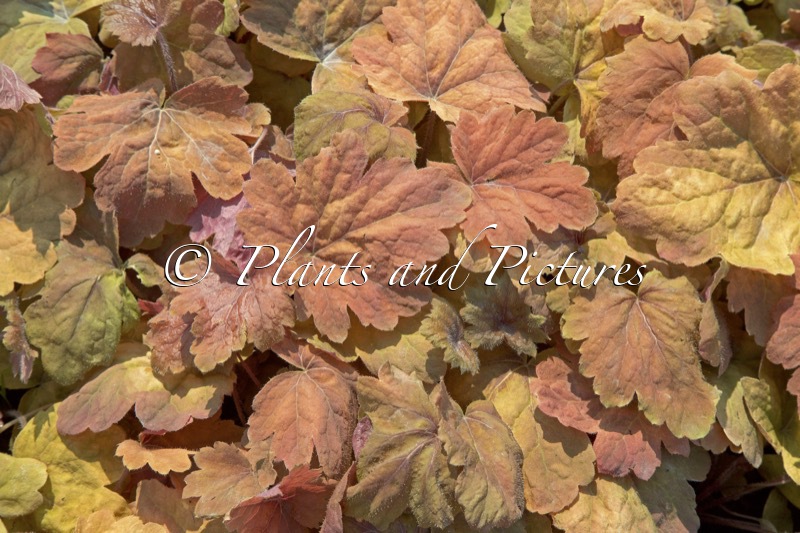 Heucherella ‘Sweet Tea’