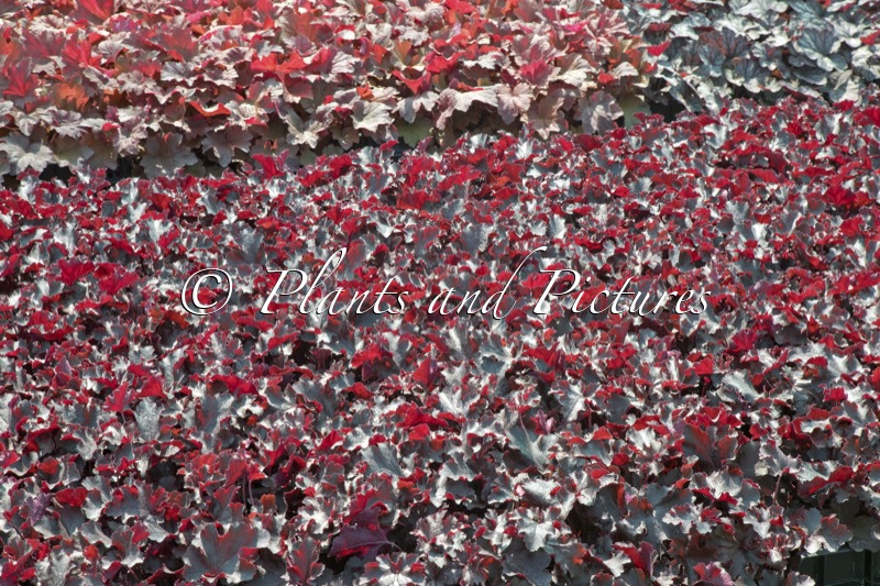 Heuchera ‘Black Beauty’