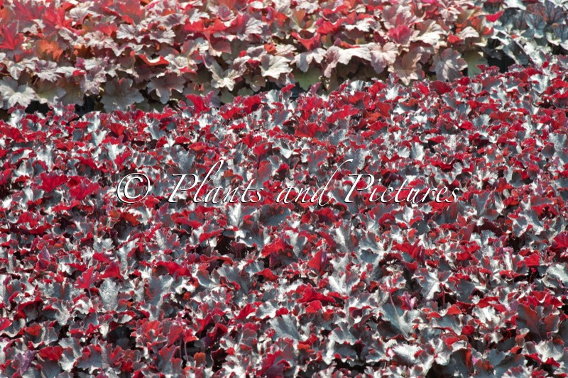 Heuchera ‘Black Beauty’