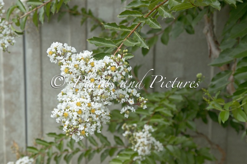 Lagerstroemia subcostata var. fauriei
