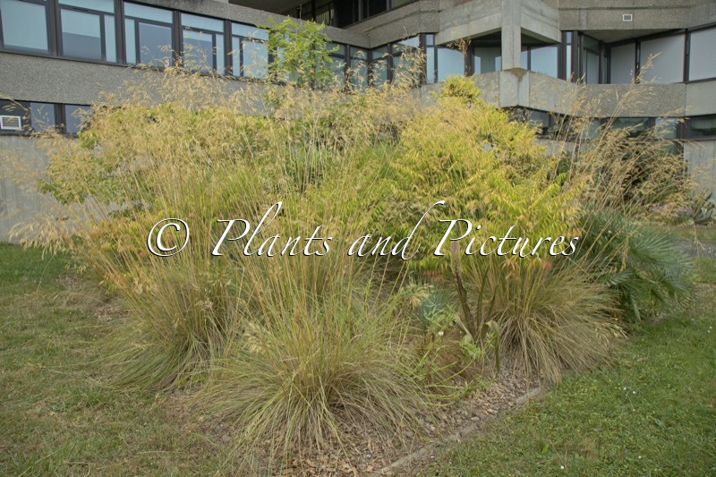Stipa gigantea (+Rhus typhina ‘Bailtiger’ (TIGER EYES))
