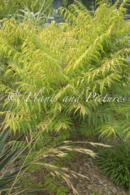 Rhus typhina ‘Bailtiger’ (TIGER EYES)