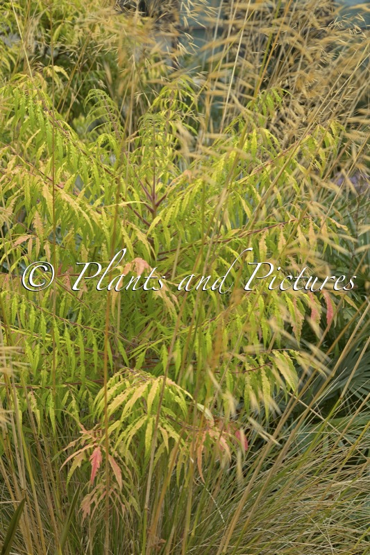 Rhus typhina ‘Bailtiger’ (TIGER EYES)