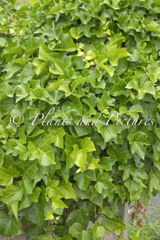Hedera algeriensis ‘Bellecourt’