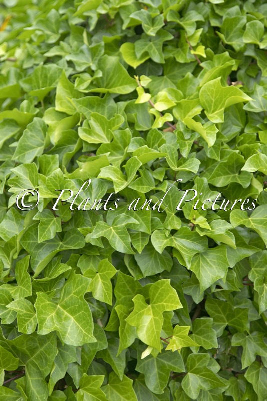 Hedera algeriensis ‘Bellecourt’