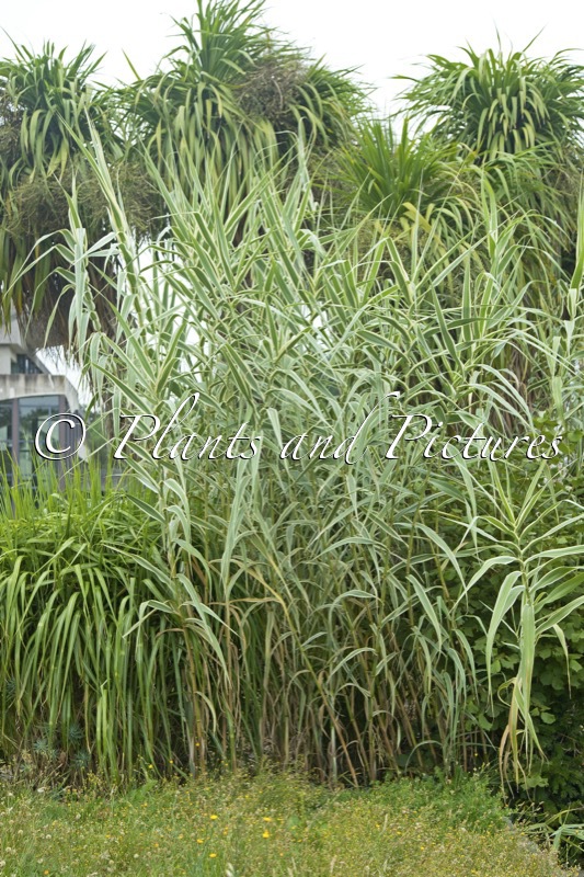 Arundo donax ‘Versicolor’