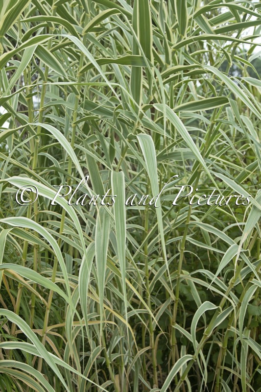 Arundo donax ‘Versicolor’