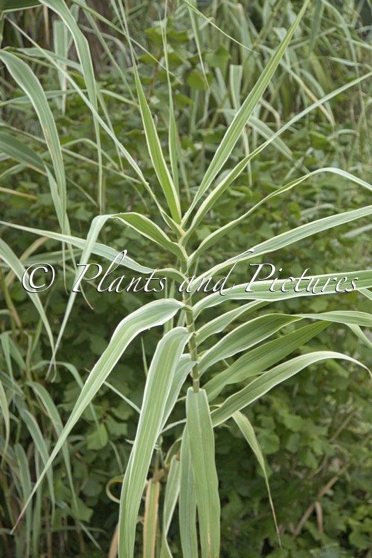 Arundo donax ‘Versicolor’