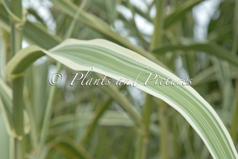 Arundo donax ‘Versicolor’