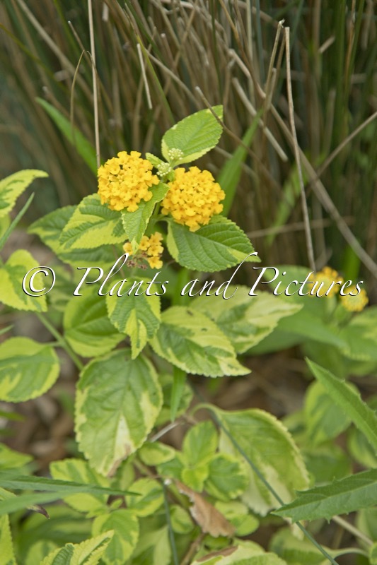 Lantana ‘Aloha’