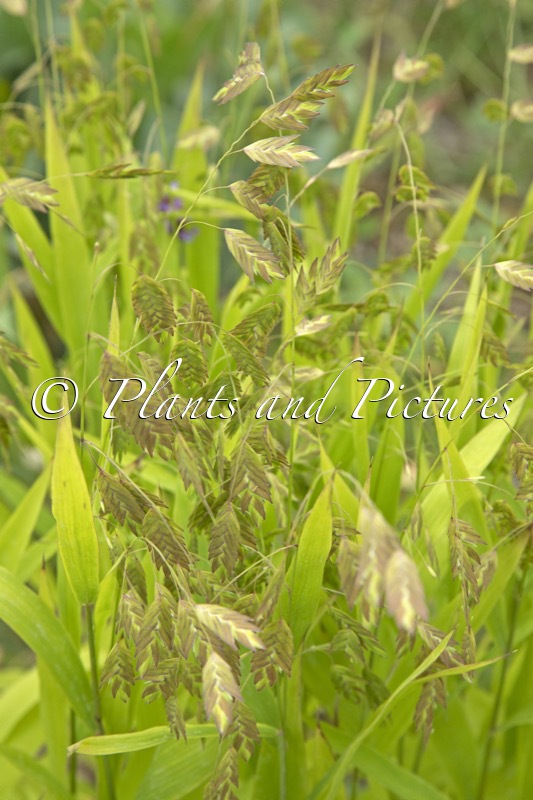 Chasmanthium latifolium