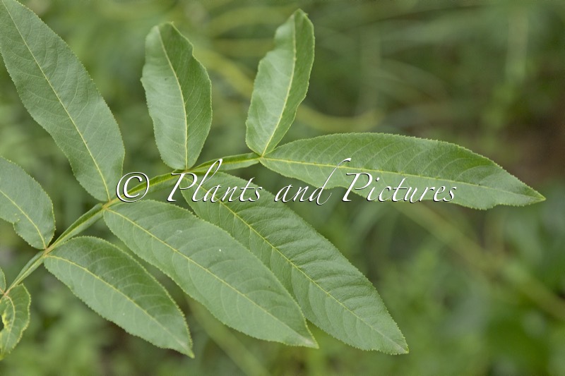 Pterocarya stenoptera