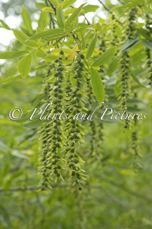 Pterocarya stenoptera