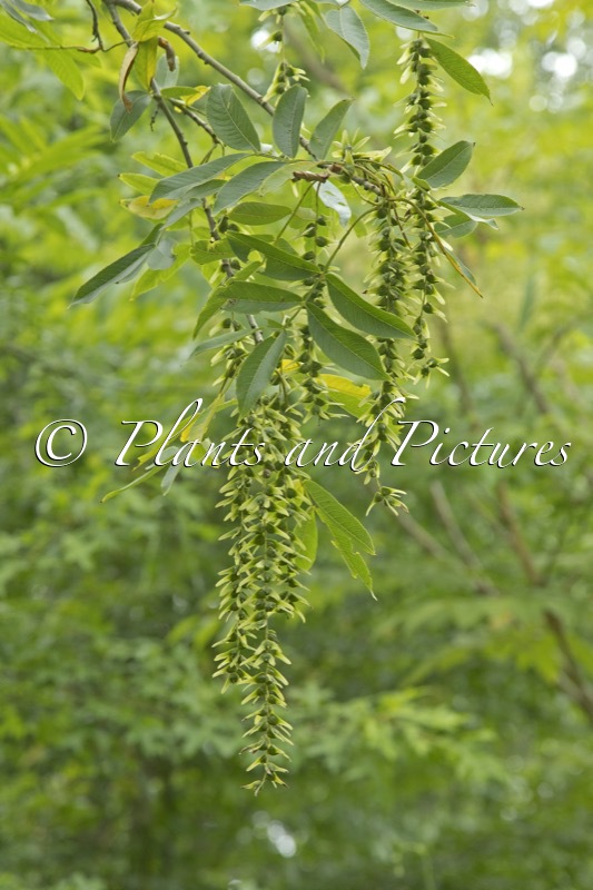 Pterocarya stenoptera