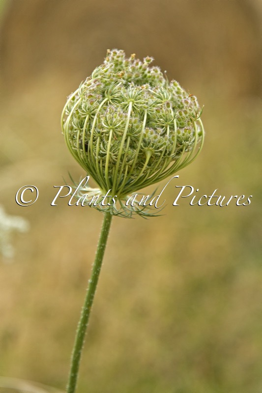 Daucus carota