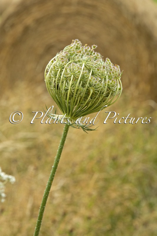 Daucus carota