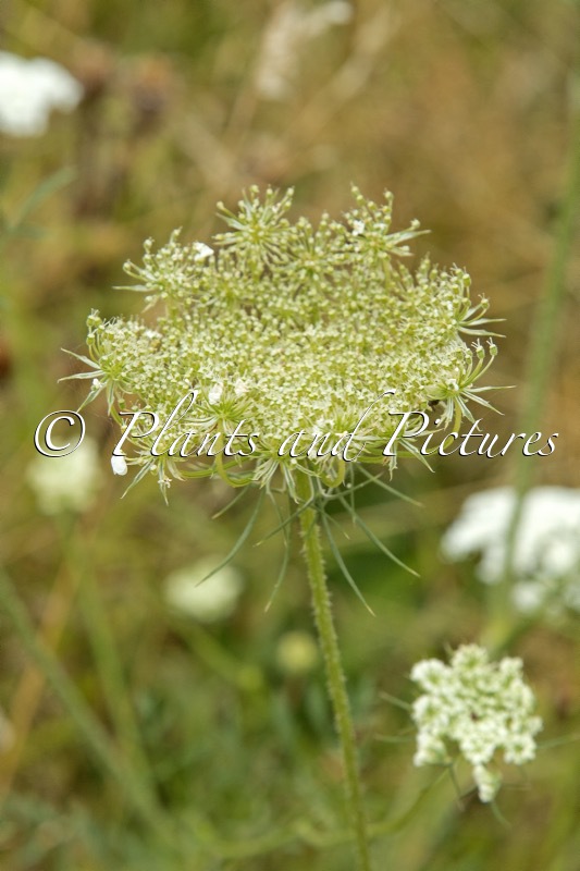 Daucus carota