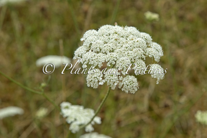 Daucus carota
