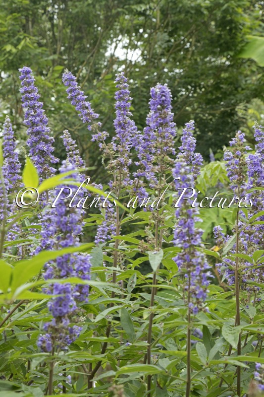 Vitex agnus-castus