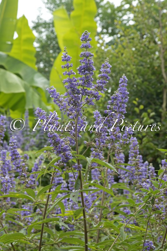 Vitex agnus-castus