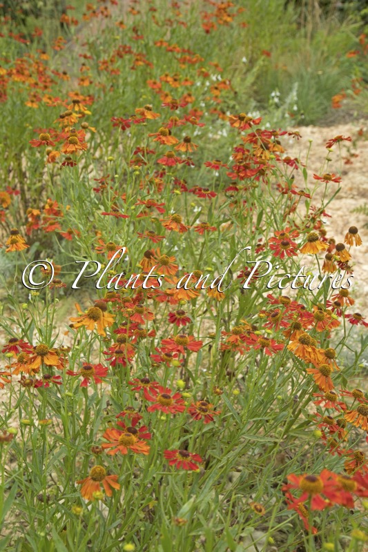 Helenium ‘Moerheim Beauty’